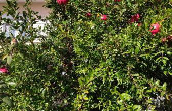 The house in nature SKG - Foto 5