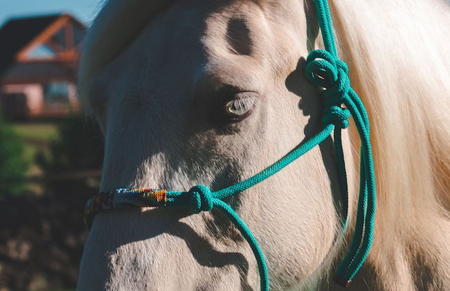 Cerro Azul Hotel Fazenda - Foto 52