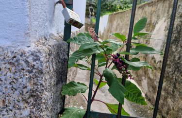 Moradia T2 em bairro pitoresco da Covilhã - Foto 33