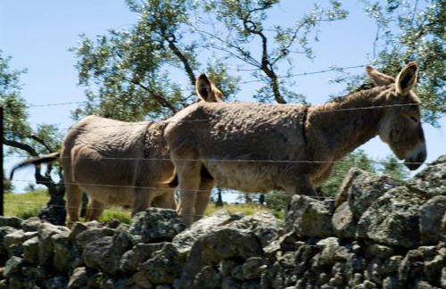 Complejo Peñafiel Caceres - Foto 42
