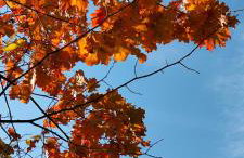 Domek Cichy Zakątek Beskid Niski - Foto 75