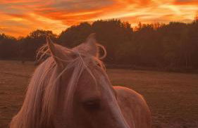 Hillside Farm Barn Apartments - Photo 69