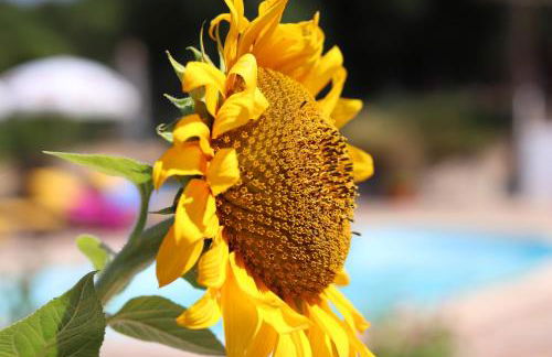 Ninho Da Poupa - Foto 11