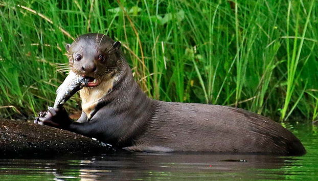 Tambopata 4 Day Tour & Ayahuasca Ceremony - Foto 3