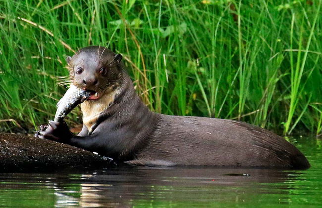 Tambopata 4 Day Tour & Ayahuasca Ceremony - Foto 3