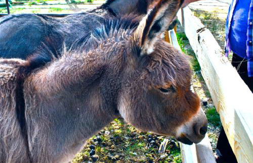 Arrowhead Country Cabins - Foto 55