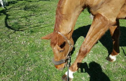 Villa Mainardi Agriturismo - Foto 23