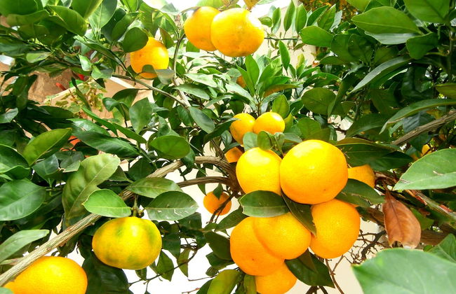 Apartments Cordis - Foto 63