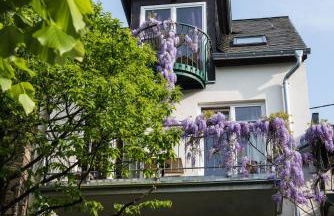 Ferienresidenz Brauneberger Hof an der Mosel nahe Bernkastel-Kues - Foto 43