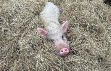 Luxury Masters Rental 5BR 4 Acre Estate Fire Pit Gym 2 Verandas - Foto 28