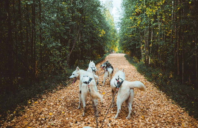 Paseo en trineo de perros husky por Rovaniemi - Foto 7