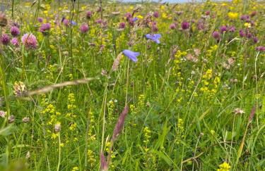 Unique luxurious cabin on sea view working croft - Photo 28