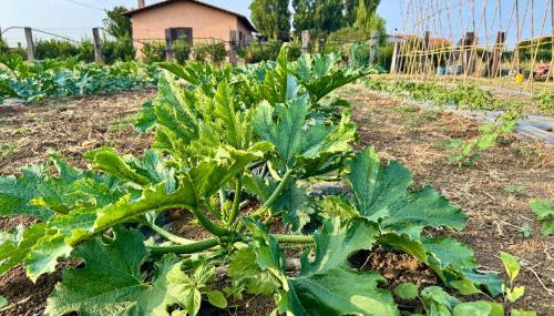 Casa il sorbo - Foto 3, Garden