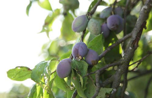 Große Ferienwohnung in Peetzig am See - Foto 78
