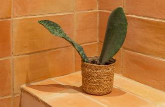 Can Jove Cadaqués - Foto 8