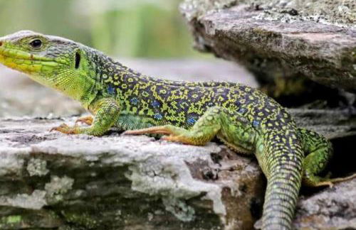 La Casa del Pan de Archivel - Foto 18