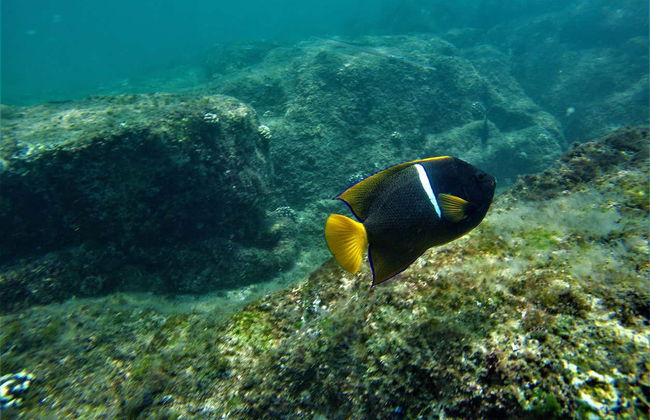 Snorkeling à Los Cabos - Photo 7