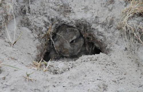 Deichhasenhof Comfortable holiday residence - Foto 33