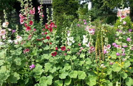 Gartentraum - Foto 30