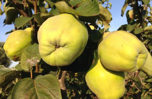 Agriturismo Mele - Foto 25