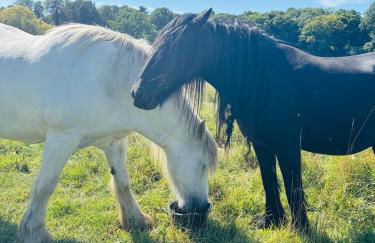 Goldings detached Barn farm stay - Foto 26