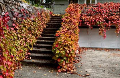 Avenue of the Giants River View Home (#1) - Foto 57