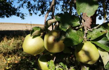 Odenwald Lounge im Naturpark Bergstraße-Odenwald - Photo 37