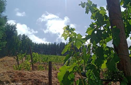 Quinta da Aldeia Nova - Foto 43