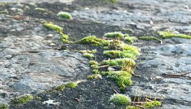 Mountain View - Full Villa - Foto 4