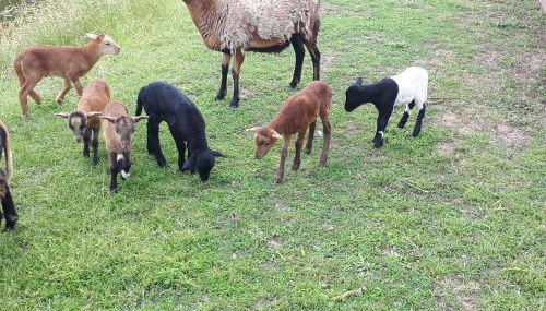 Hof Richert - Foto 2