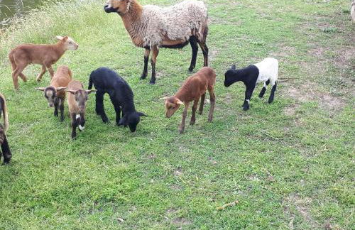 Hof Richert - Foto 2