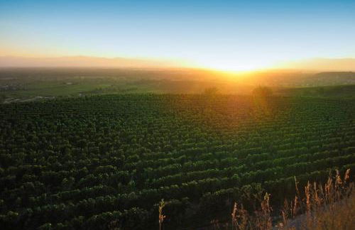 Weingut Landerer - Foto 15