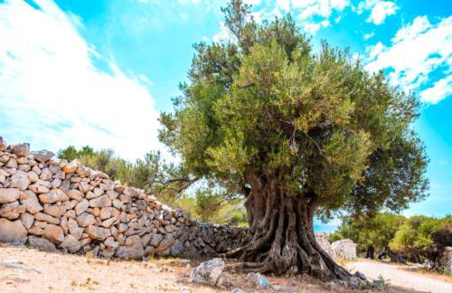 Apartmani Šegota - Photo 3