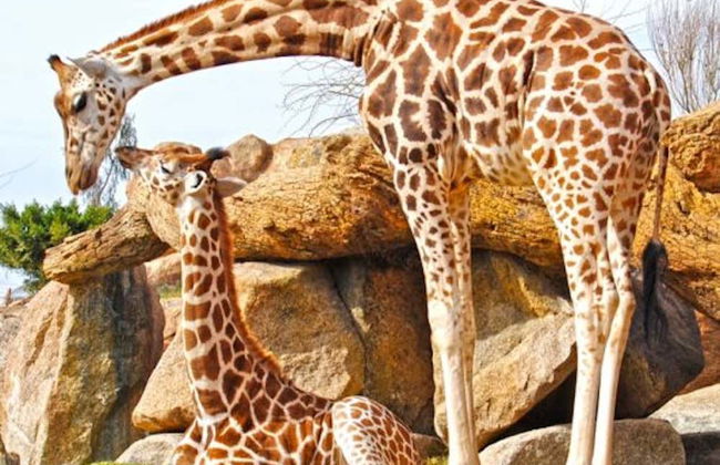 Excursão a Valência + Bioparc - Foto 4