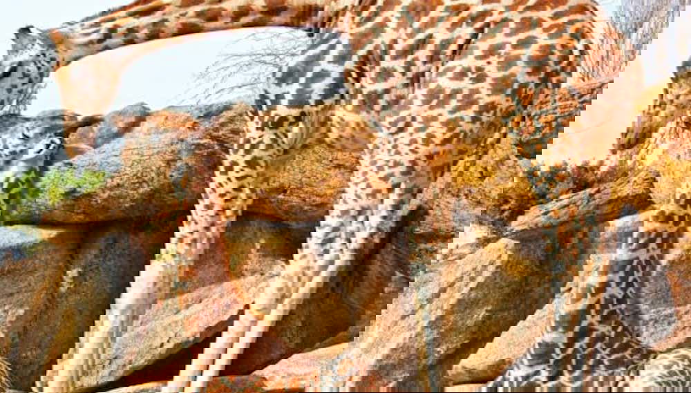 Family of giraffes in Bioparc