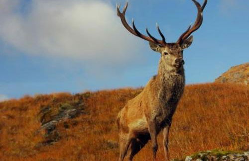 Royal Apartment - Foto 32