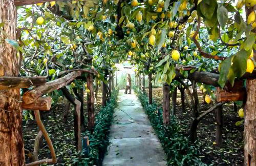 Limoneto di Anna - Foto 1