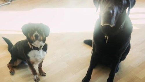 Ferienwohnung, Apartment, Pension - Berlin Neuenhagen - Foto 4