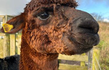 Hele Bay Cottage - Foto 53