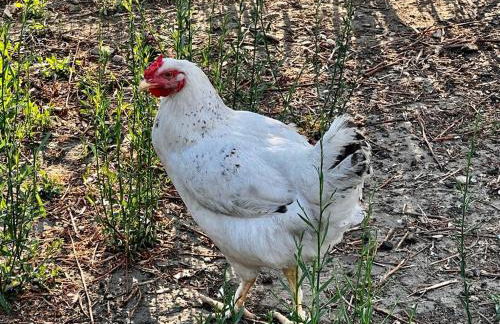 Olive Sense Villa with jacuzzi and sauna - Foto 30