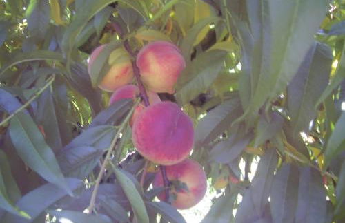 Agriturismo La Dimora Del Contadino - Photo 60