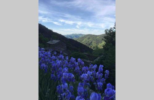 La Pellegrine, Parc national des Cévennes - Foto 13