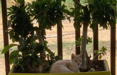 Eden Garden Luxury Loft near Knossos - Photo 26