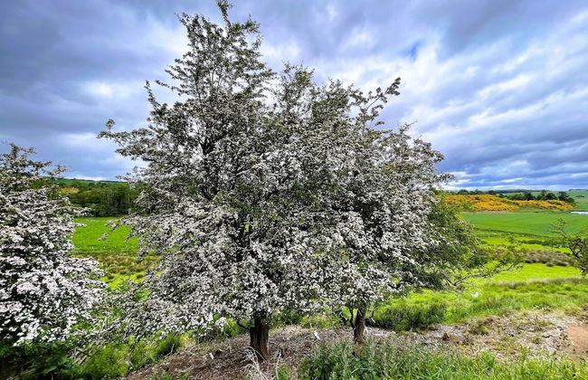 Deveron Valley Cottages - Foto 14