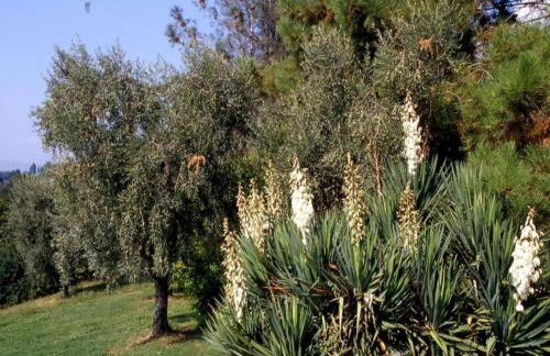 Capannori Playful Cottage - Foto 51