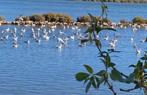 la saline - Foto 15