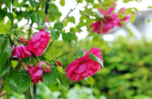 Ruheoase Kummerower See - Foto 21