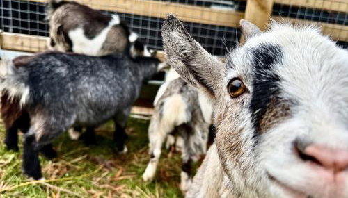 The Studio at Charter House Farm - Foto 4