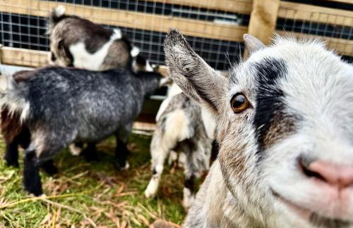 Boutique Countryside Studio with Farm Animals - Foto 4