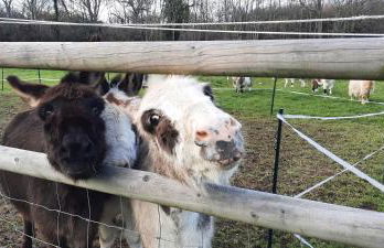 Blashford Manor Farmhouse Holiday Cottage - The Shire Cottage - Foto 13